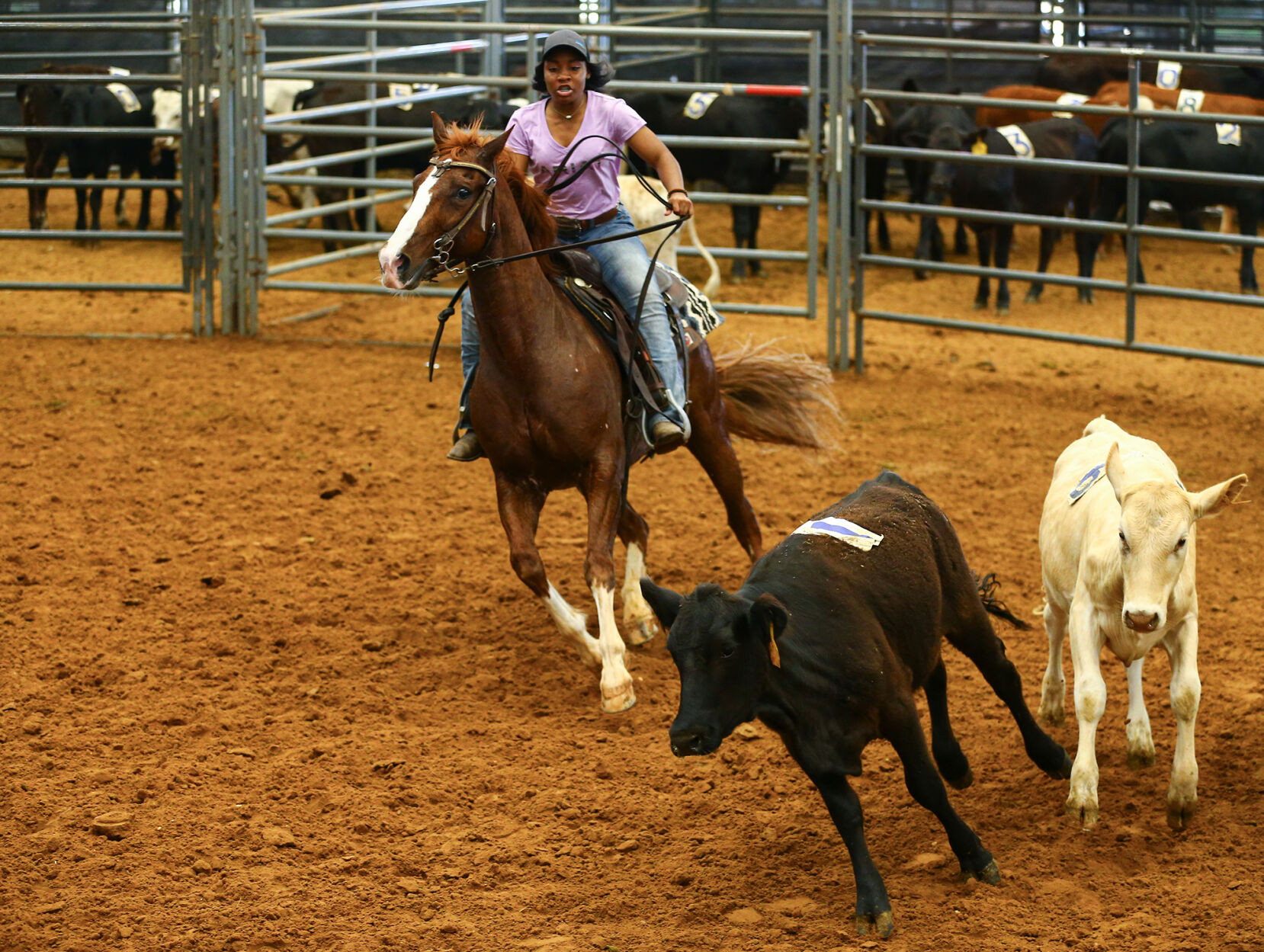 Ranch Sorting of America